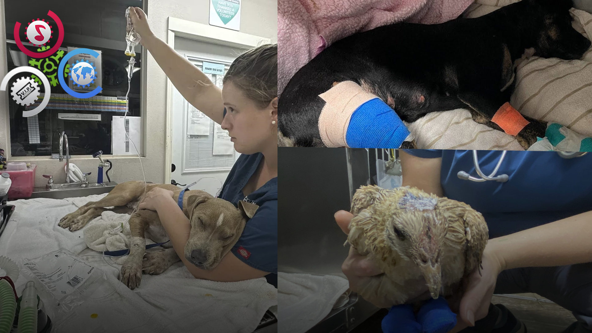 Cientos De Mascotas Fueron Afectadas Tras Los Incendios En Hawaii