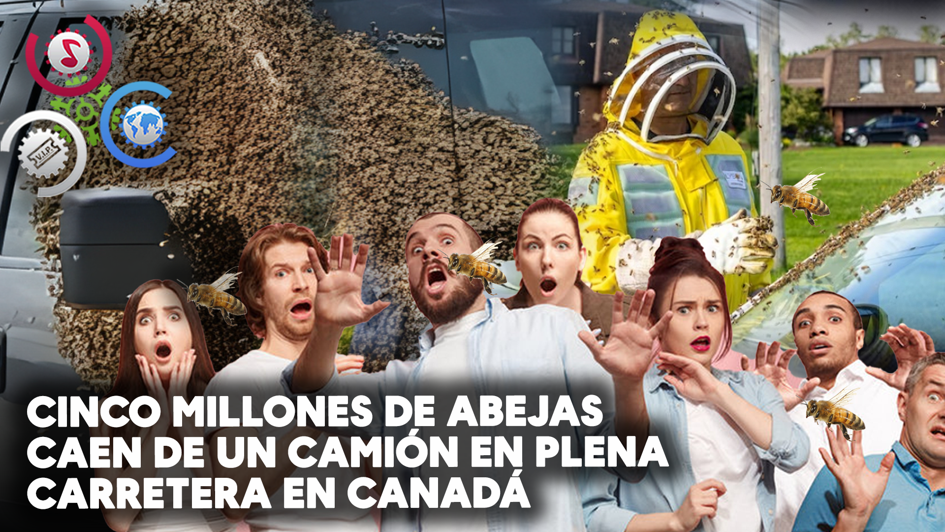Cinco MILLONES DE ABEJAS Caen De Un Camión En Plena Carretera En Canadá