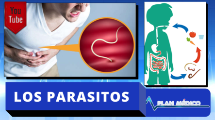 Conociendo Más Sobre Los Parásitos Y Las Enfermedades Parasitarias En Plan Médico De Cachicha TV