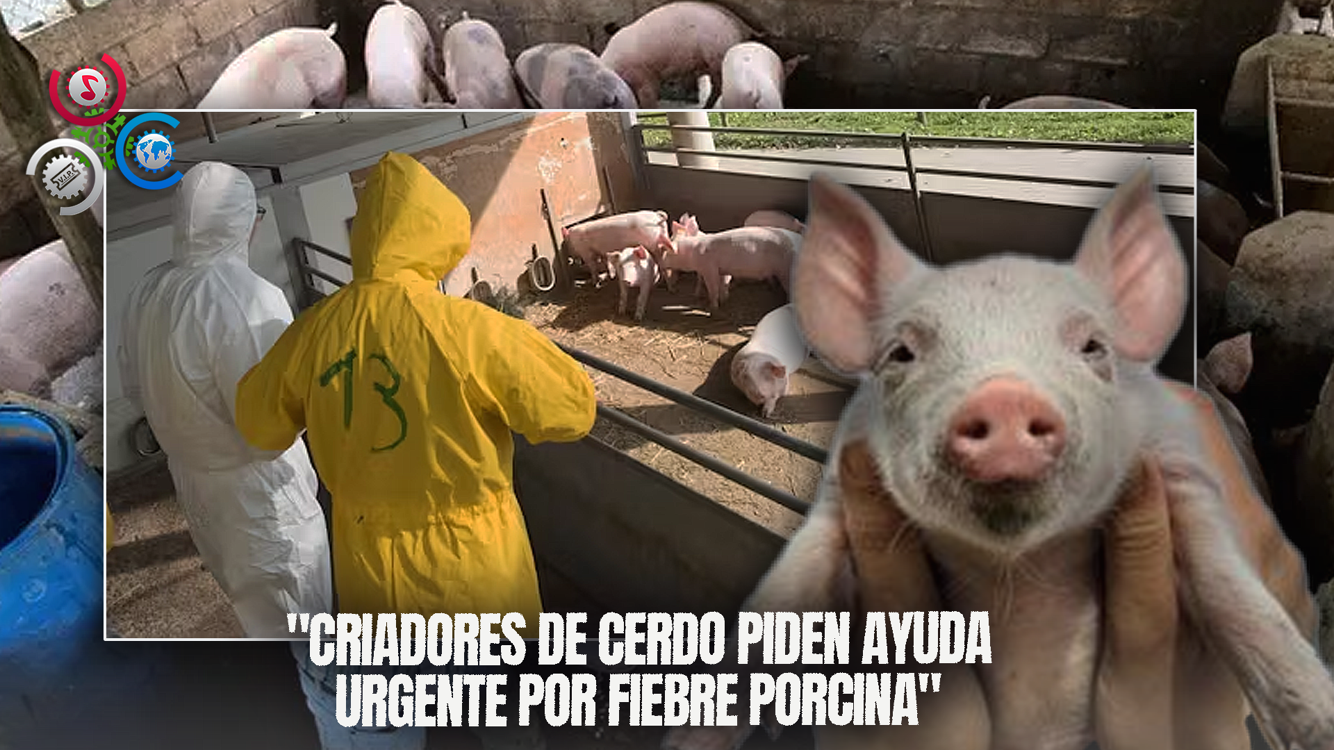 “Criadores De Cerdo Solicitan Ayuda Urgente Por Fiebre Porcina”