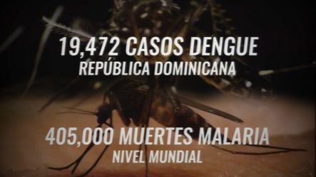 Dengue Y Malaria Bajo El Manto Del Covid-19 