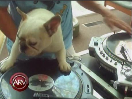 DJ Mama, La Perrita Dj Que Está Causando Sensación En La Internet #Video