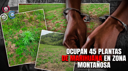DNCD Desmantela Otra Plantación De Marihuana En San José De Ocoa Y Arresta A Dos Haitianos