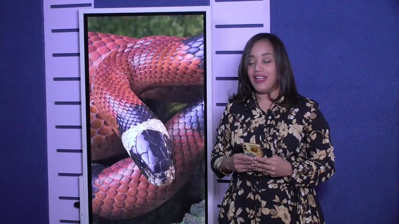 Dato Curioso La Culebra Real Coralillo – 6to Sentido By Cachicha