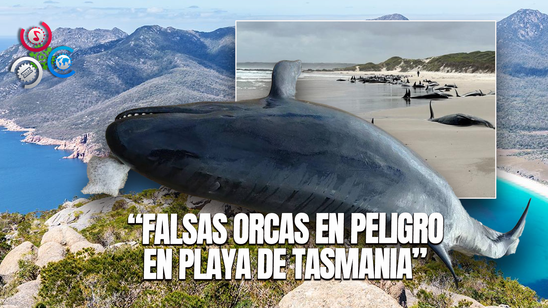 Decenas De Falsas Orcas En Peligro De Extinción Aparecen En Una Playa De Tasmania