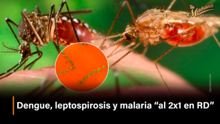 Dengue, Leptospirosis Y Malaria “al 2×1 En RD”
