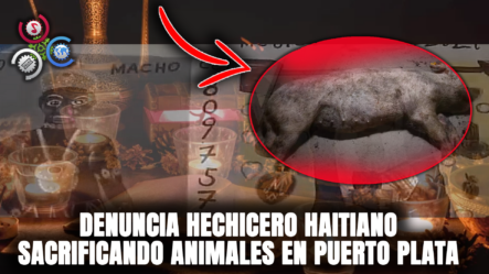 Denuncia Hechicero Haitiano SACRIFICANDO ANIMALES En Puerto Plata