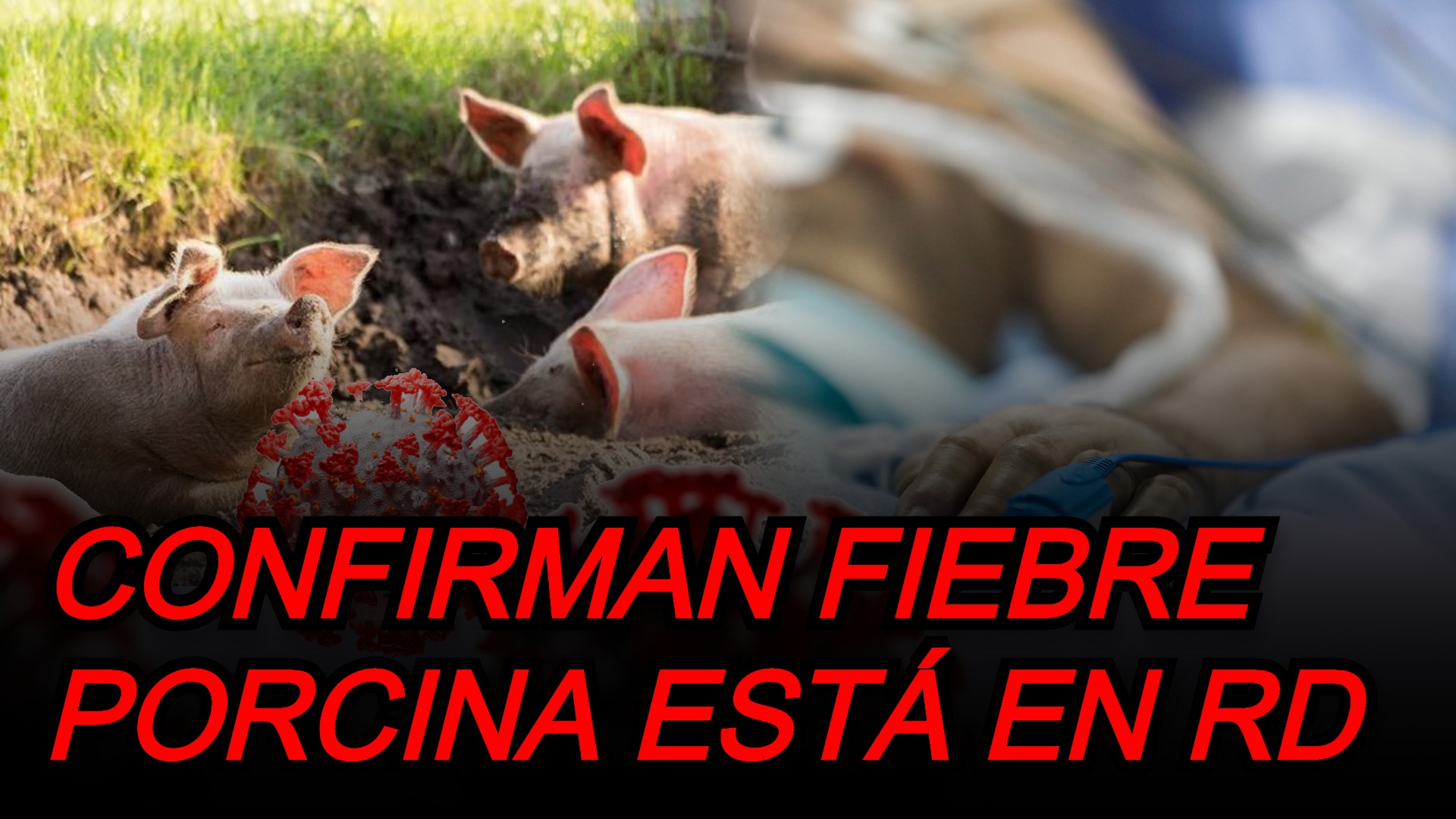 ¡ALERTA! Departamento De EE.UU. Confirma Fiebre Porcina Está En RD