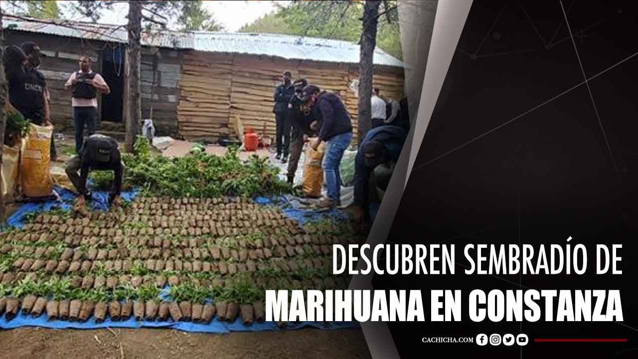 Descubren Sembradío De Marihuana En Constanza