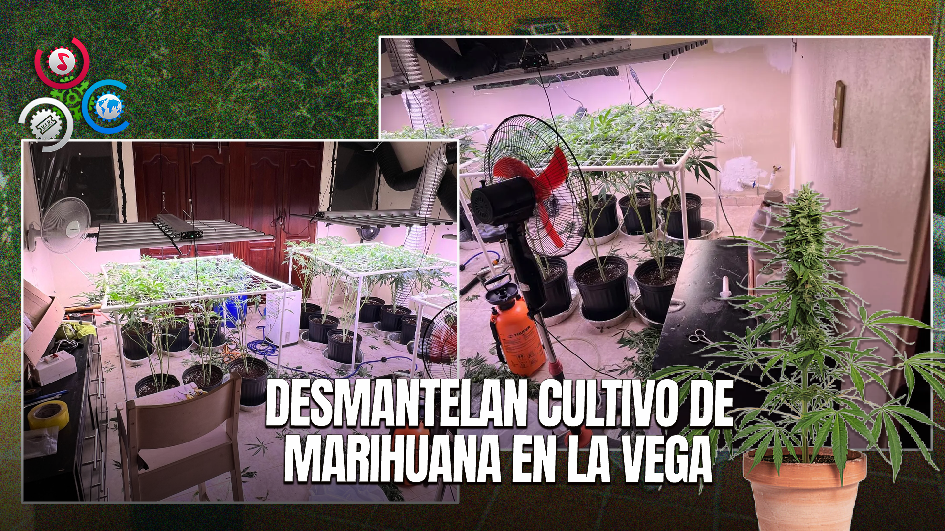 Desmantelan Invernadero De Marihuana En La Vega; Arrestan A Hombre De 39 Años