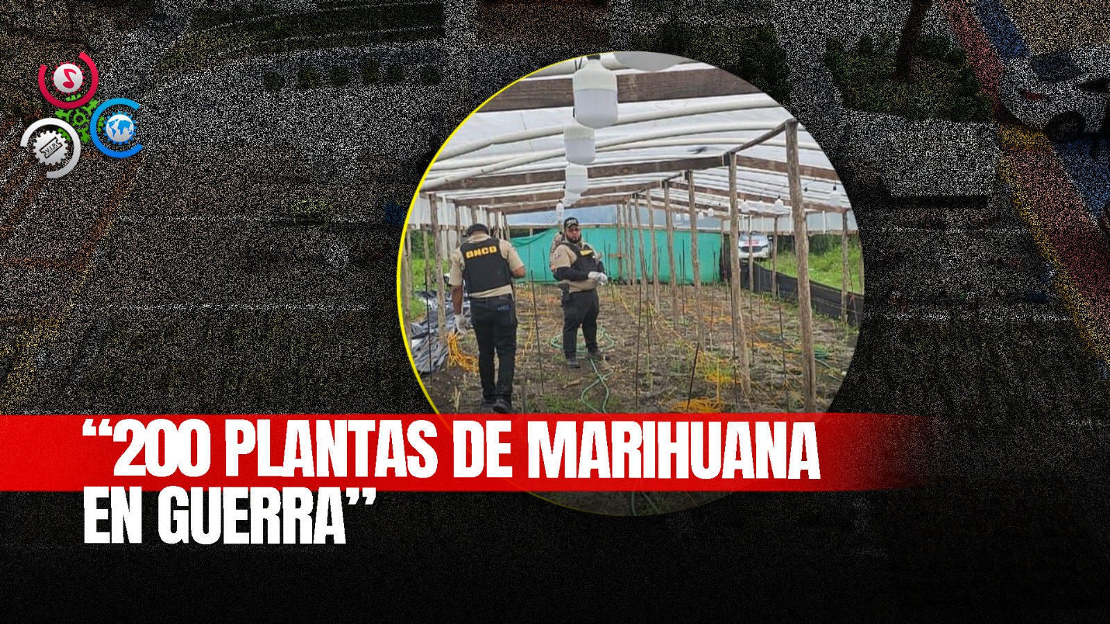 Desmantelan Más De 200 Plantas De Marihuana En Santo Domingo