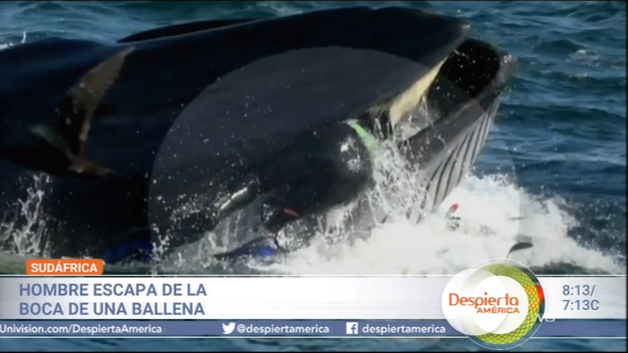 Hombre Escapa De La Boca De Una Ballena