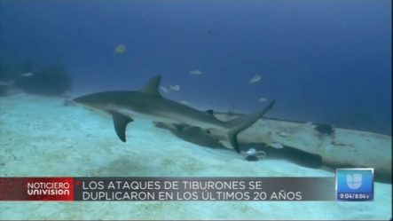 Los Ataques De Tiburones Se Duplicaron En Los Últimos 20 Años