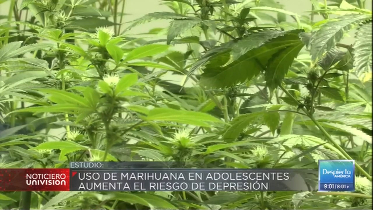 Uso De La Marihuana En Adolescentes Aumenta El Riesgo De Depresión Y Suicidio En La Adultez