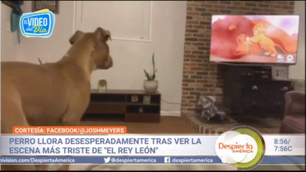 Perro Llora Desesperadamente Tras Ver La Escena Más Triste De “El Rey León”
