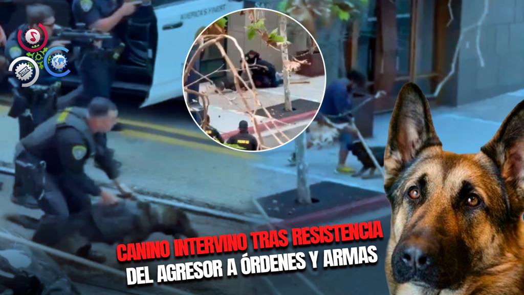 Perro Policía K-9 Neutraliza A Sospechoso De Apuñalamiento En San Diego