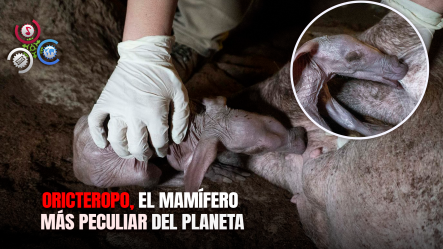 ¡Con Cola De Canguro Y Hocico De Cerdo!: Así Es La Nueva Extraña Cría Nacida En Valencia