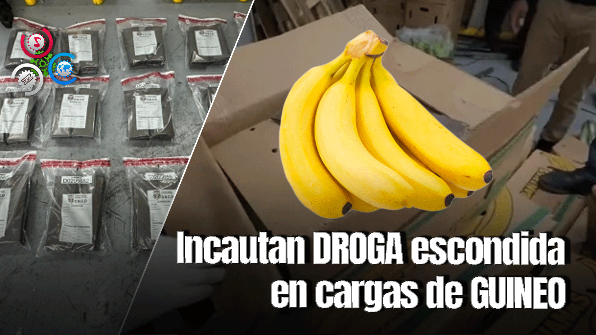DNCD Interviene Envío De 204 Láminas De Presunta Cocaína Escondidas En Cargamento De Guineos