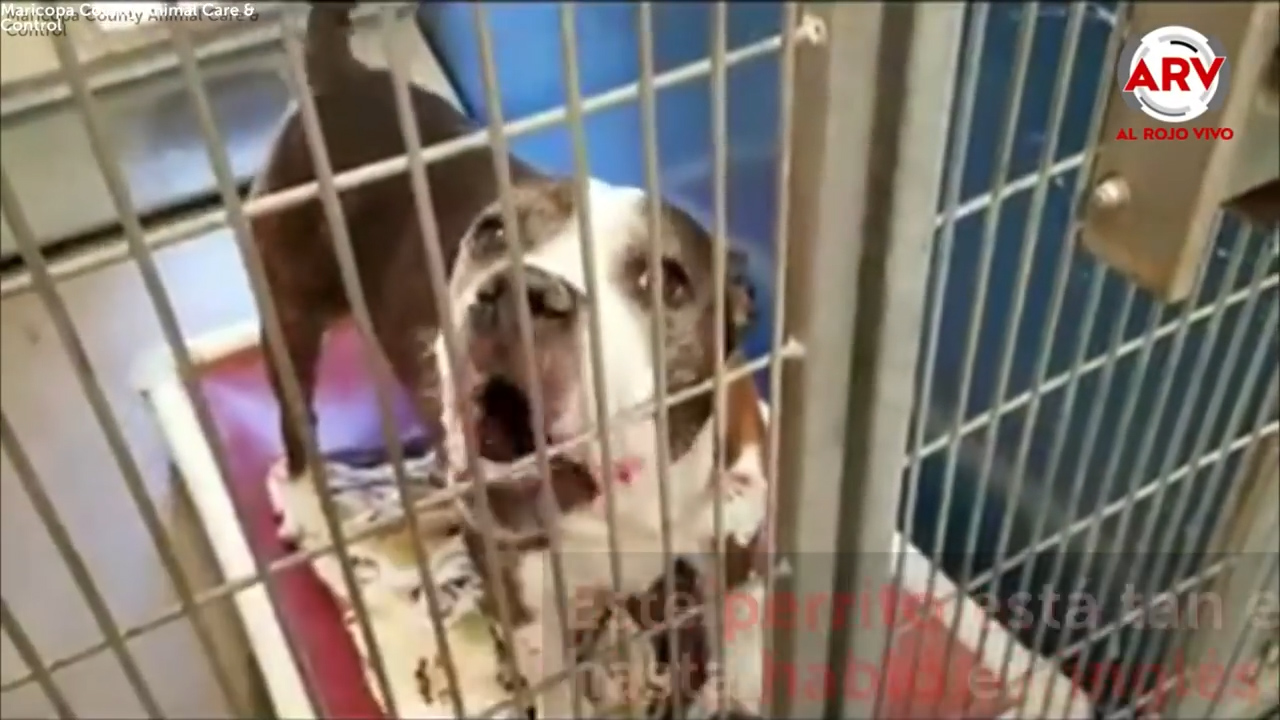 El Rojo Vivo: Conoce La Historia Del Perro Que Supuestamente Dice “hola”