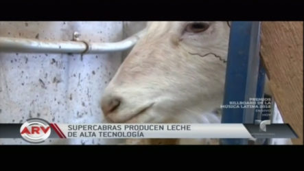 Las Super Cabras Que Producen Leche Con Proteína Más Resistente Que El Acero