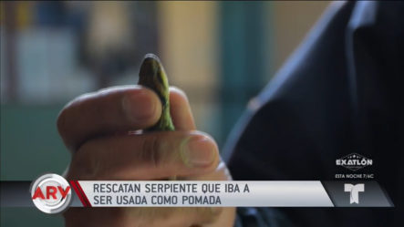 Rescatan A Serpiente Que Iba A Ser Usada Para Hacer Una POMADA En Perú