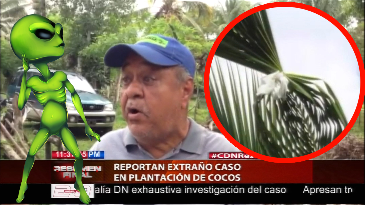 Hombre Denuncia Situación Supuestamente “SOBRENATURAL” En Una Plantación De Cocos En Hato Mayor “MANOS HUMANAS NO PUEDEN HACER ESTO”