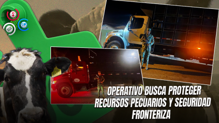Ejército Detiene Seis Camiones Con 117 Reses En Guayubín, Montecristi