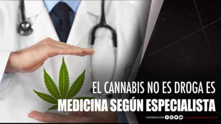 El Cannabis No Es Droga Es Medicina Según Especialista