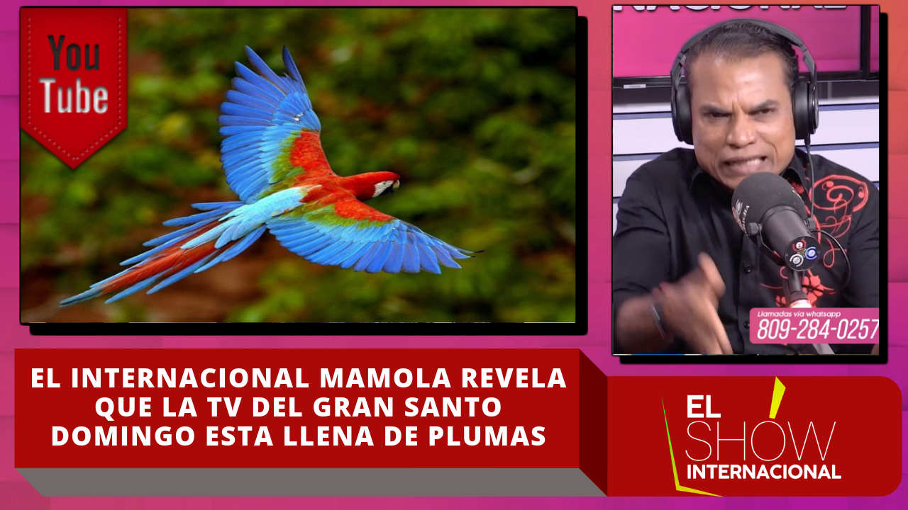 El Internacional Mamola Revela Que La TV Del Gran Santo Domingo Está Llena De Plumas
