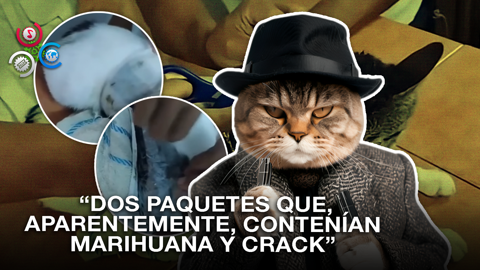 El “narco Michi”: Gato Es Sorprendido Llevando Droga A Una Cárcel