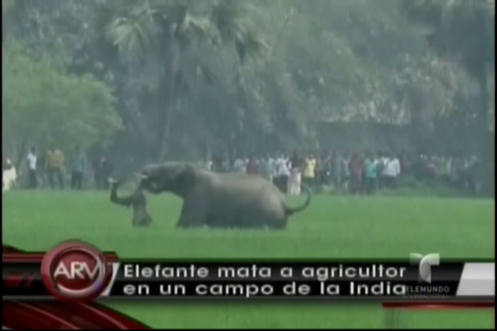Elefante Mata Agricultor En Un Campo De La India