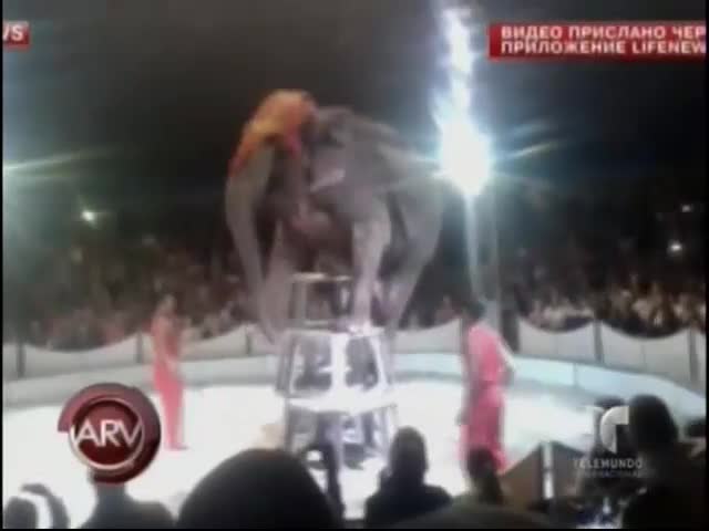 Elefante Se Cae En Plena Función De Circo