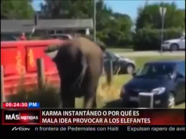 Elefante Se Venga De Hombre Que Le Daba Latigazos En El Circo