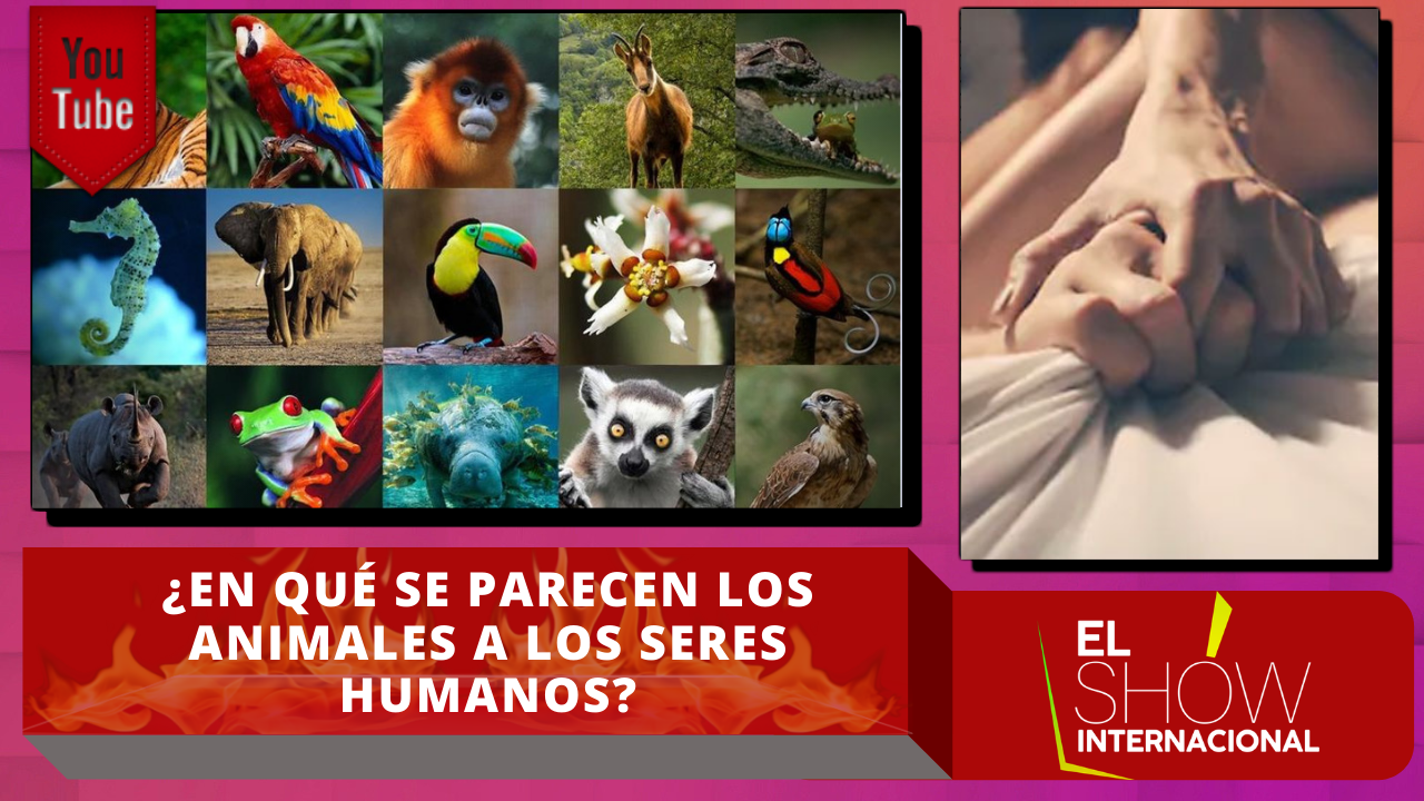 ¿En Qué Se Parecen Los Animales Y Los Seres Humanos Al Tener Relaciones?