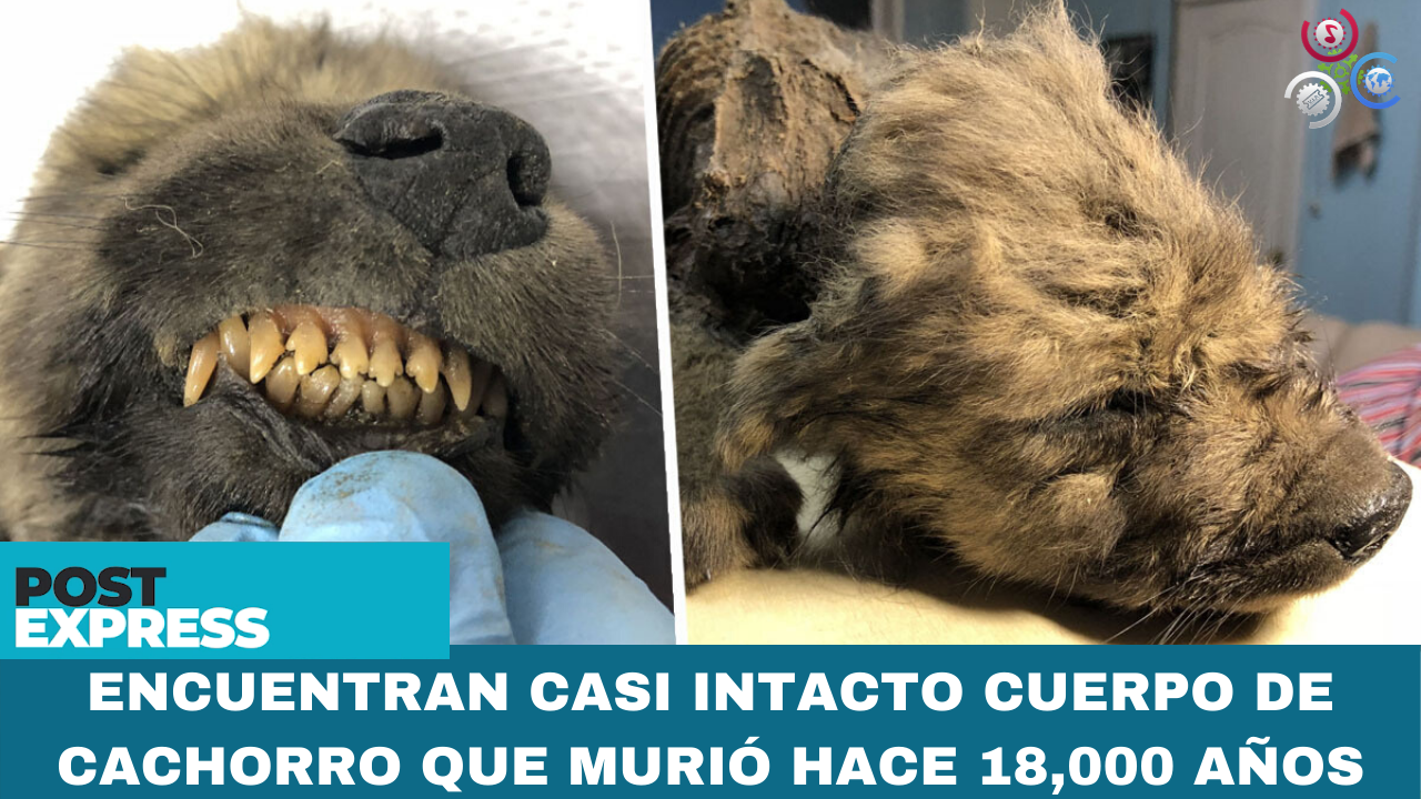 Encuentran Casi Intacto Cuerpo De Cachorro Que Murió Hace 18,000 Años