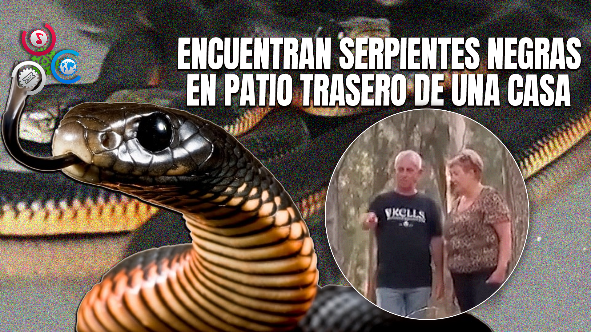 Hombre Retira Más De Un Centenar De SERPIENTES VENENOSAS De Su Patio Cerca De Sidney