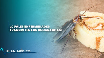 ¿Cuáles Enfermedades Transmiten Las Cucarachas? | Plan Médico