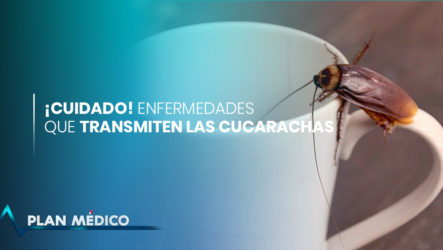 Enfermedades Que Transmiten Las Cucarachas | Plan Médico