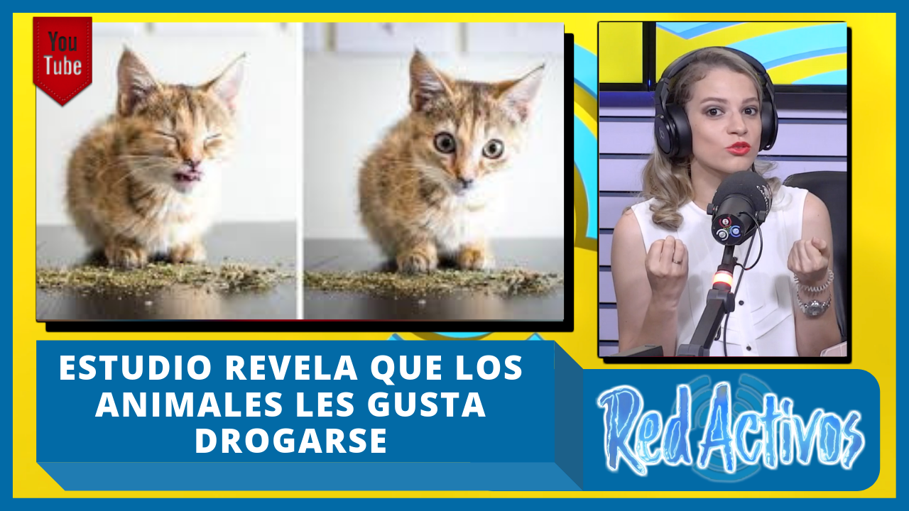 Estudio Revela Que Los Animales Les Gusta Drogarse