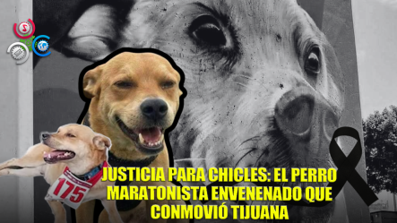 Exigen Justicia Por ‘Chicles’, El Perro Maratonista Que Fue Envenenado