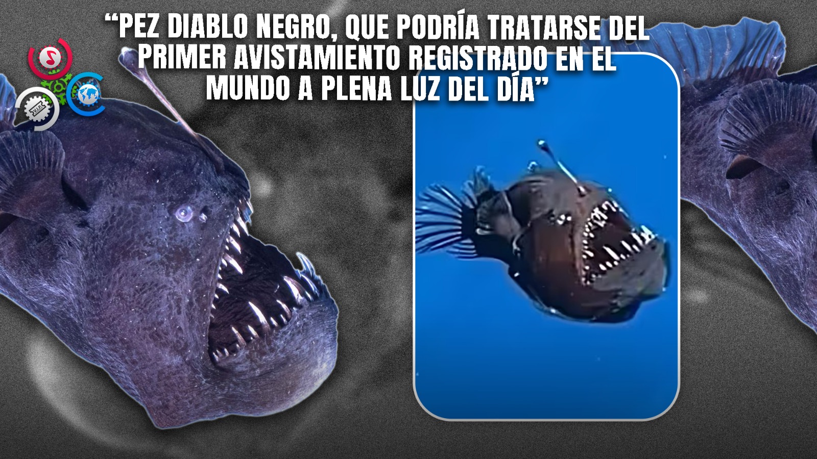 Extraño Pez Diablo Negro Aparece En Aguas De España Y Causa Impacto