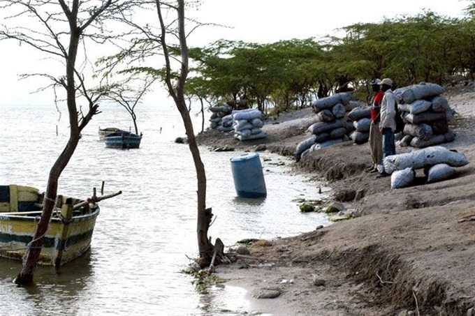 ¿Y De Dónde Sacan Los Haitianos Los Árboles Para Hacer El Carbón? Pregúntale A Juan