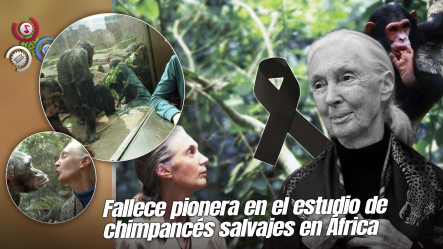 Fallece Jane Goodall, La Primatóloga Que Revolucionó La Comprensión De Los Chimpancés Y La Biología