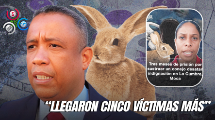 Fiscal Aclara Que Hombre Apresado Por Robar Conejo Tenía Al Menos Seis Denuncias Por Diferentes Robos