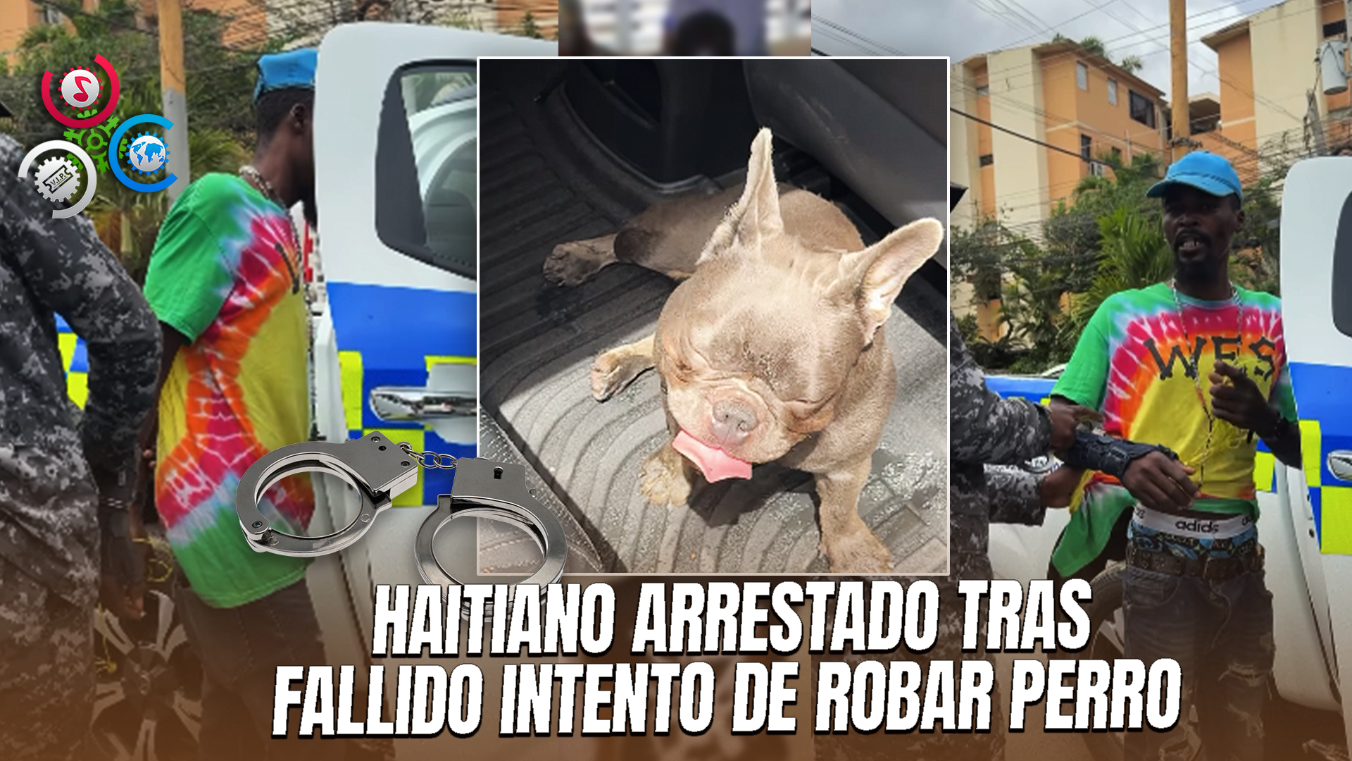 Frustran Robo De Perrita De Una Influencer En Santiago; Implicado Un Ciudadano Haitiano