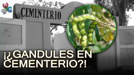 Siembran Gandules Y Profanan Tumbas En Cementerio De Los Mina