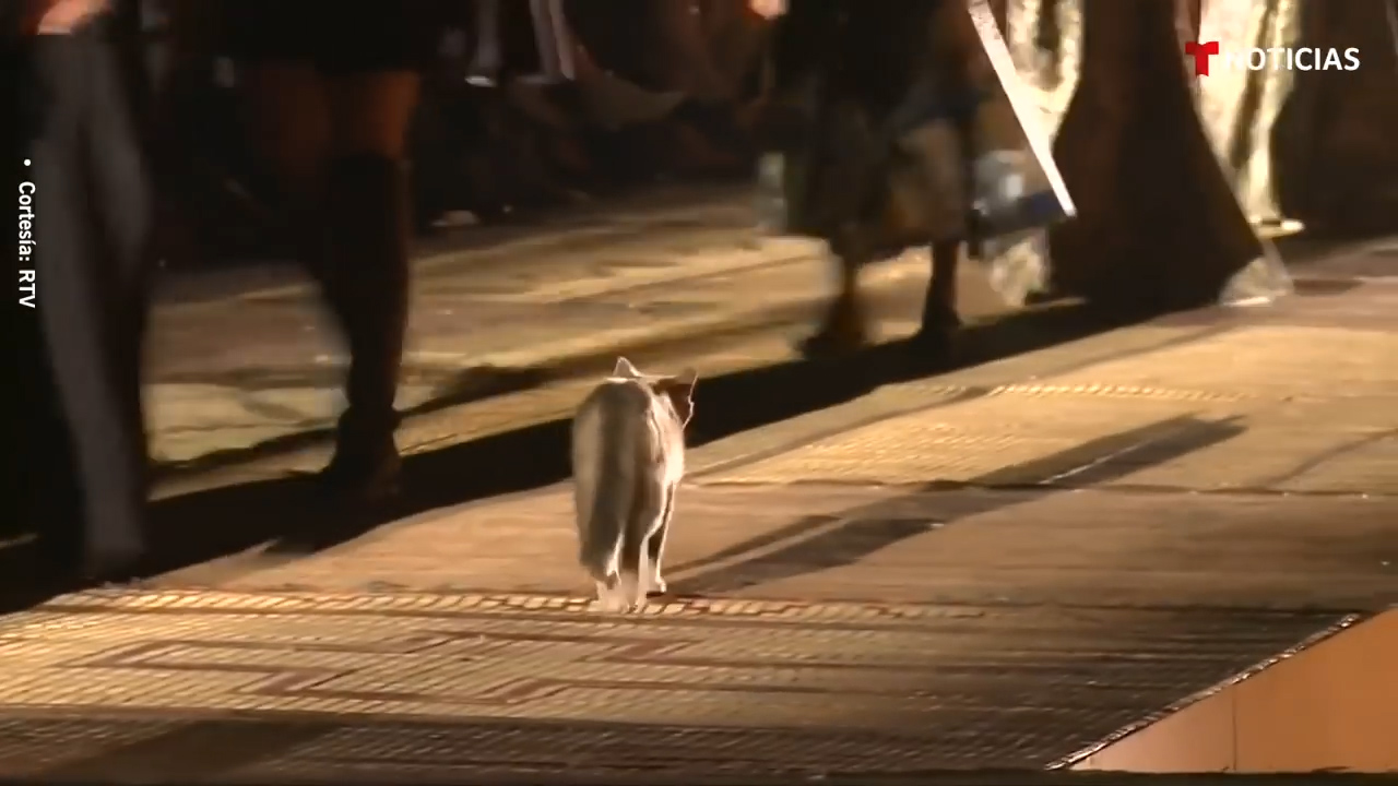 Un Gato Interrumpe Una Pasarela De Modas