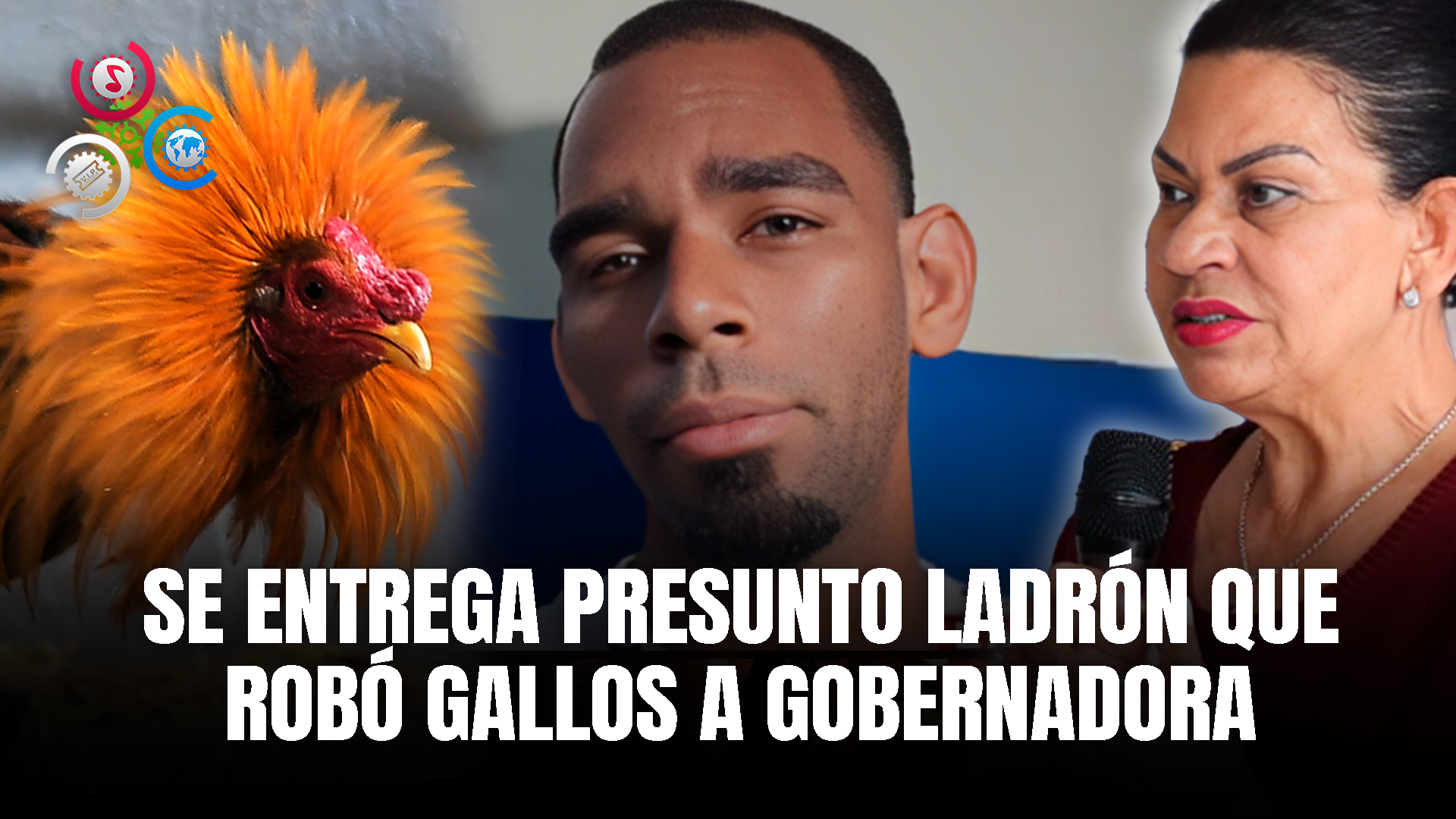 Presunto Delincuente Que Robó Gallos De Gobernadora De Espaillat Se Entrega A Autoridades