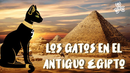 Los Dioses Gatos Del Antiguo Egipto | Origen