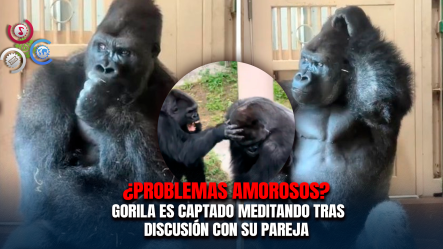 Gorila Se Vuelve Viral Tras Ser Captado “reflexionando” Luego De Una Discusión Con Su Pareja En Japón